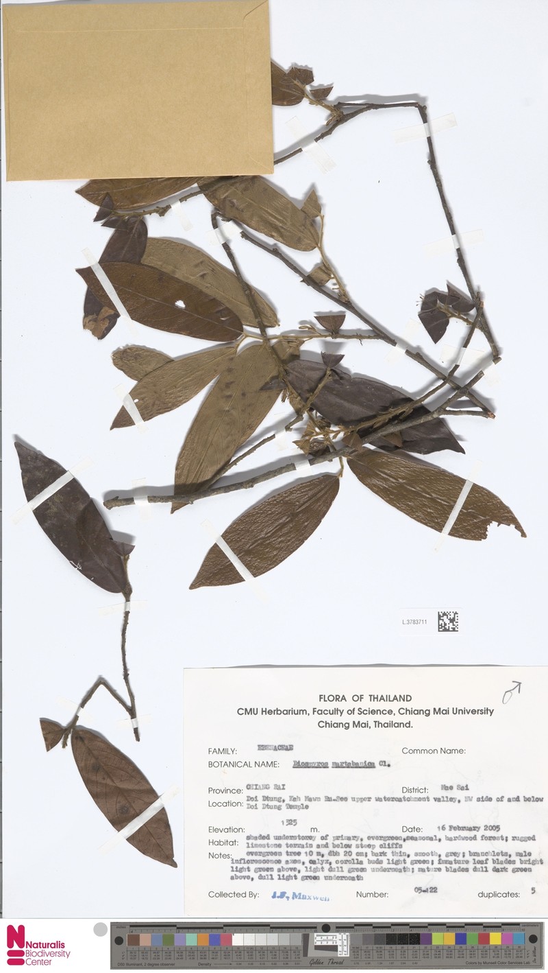 Diospyros martabanica photo 2