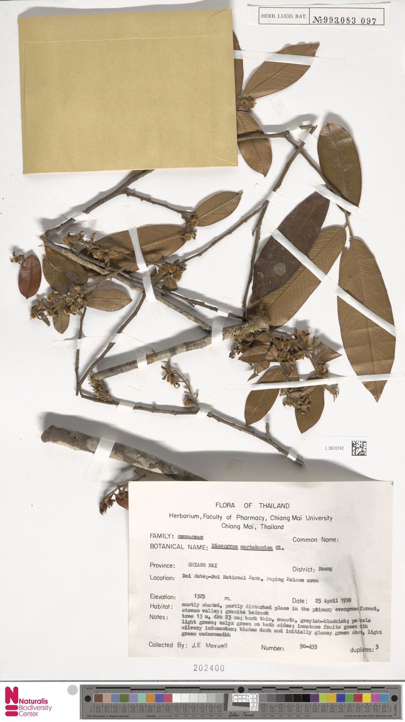 Diospyros martabanica photo 3