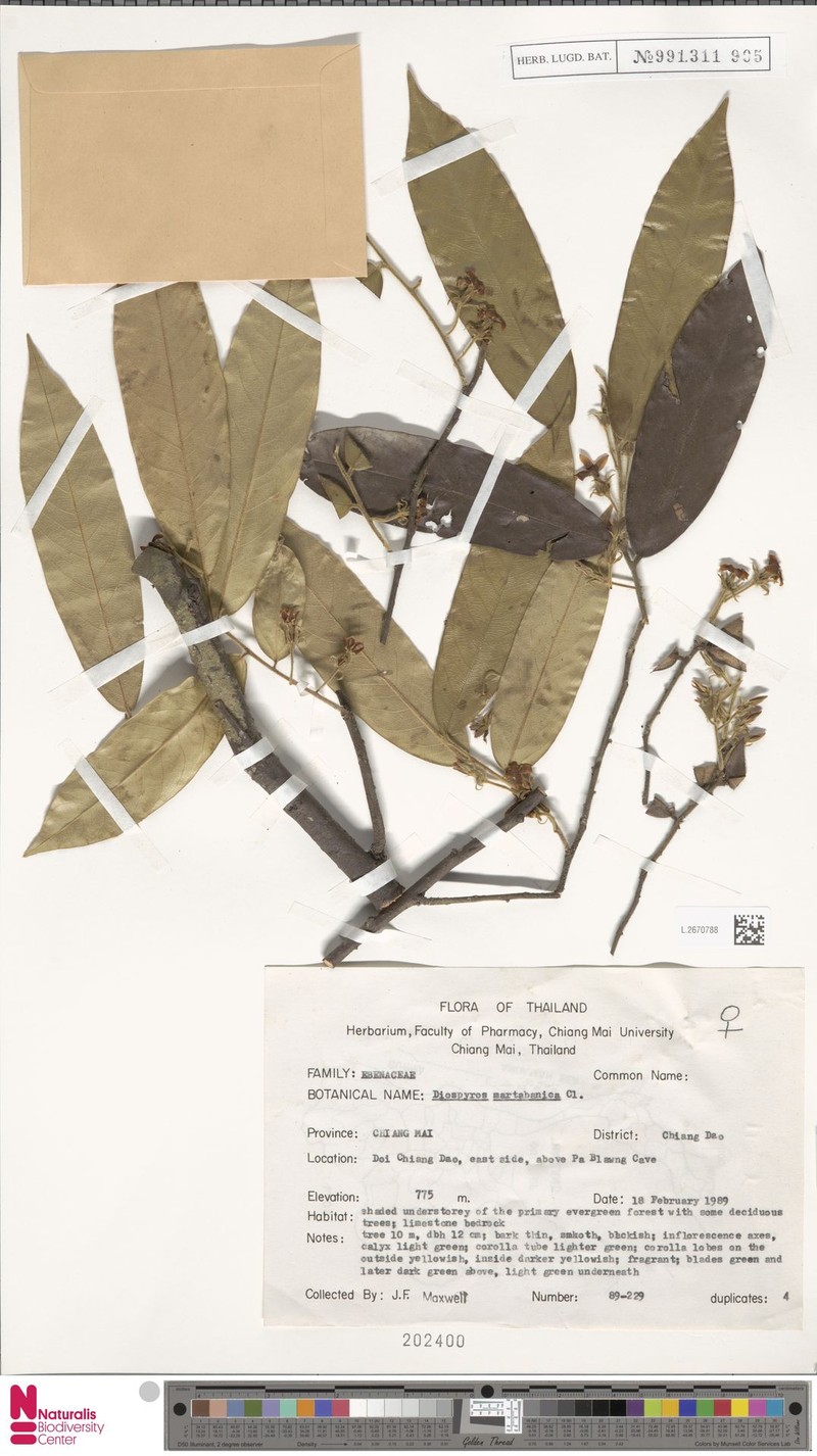 Diospyros martabanica photo 4