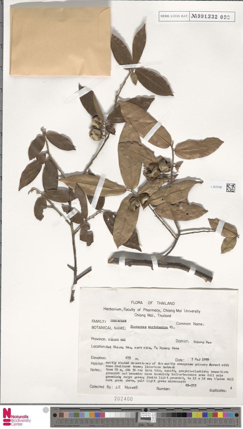 Diospyros martabanica photo 5