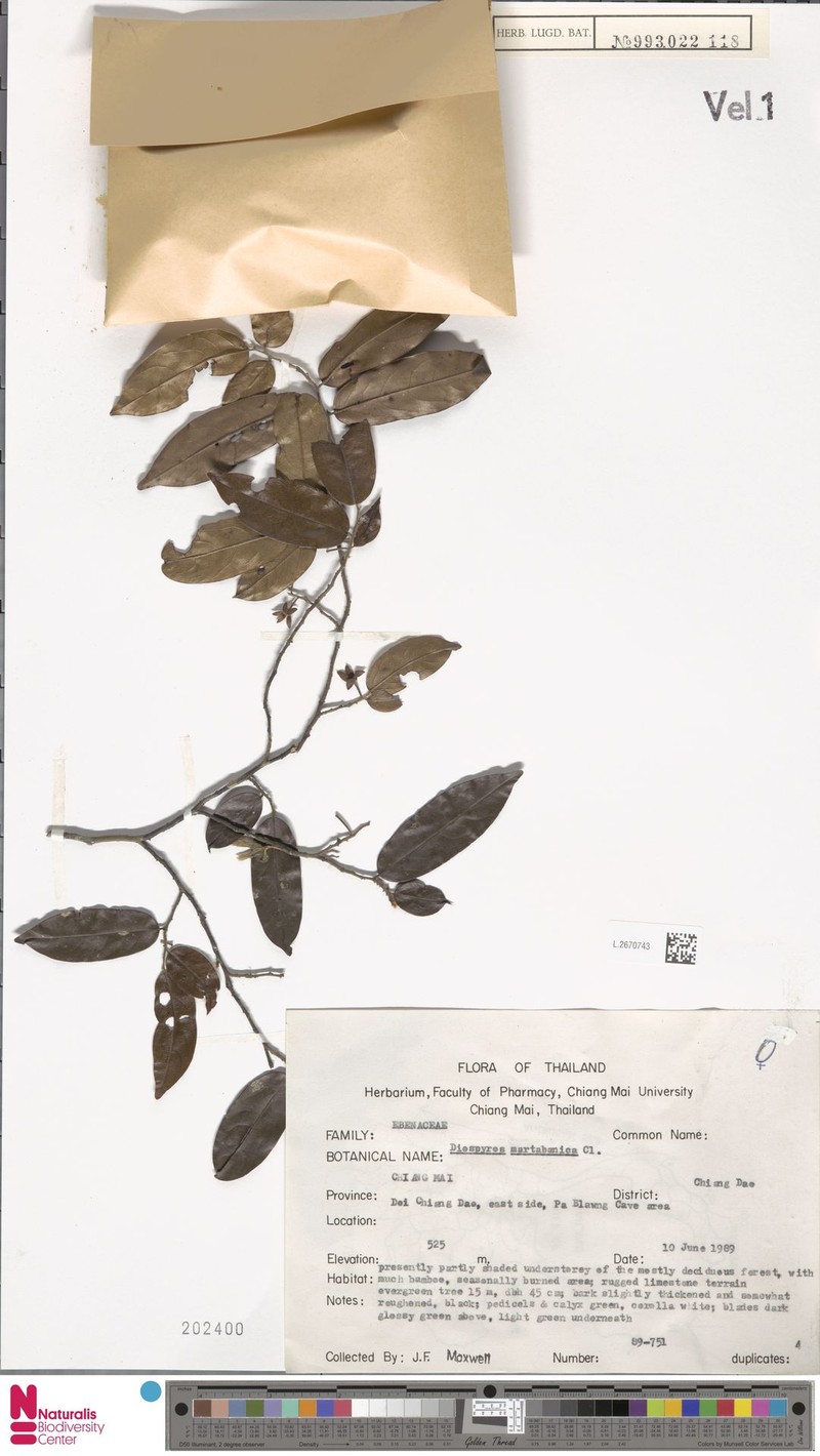Diospyros martabanica photo 6