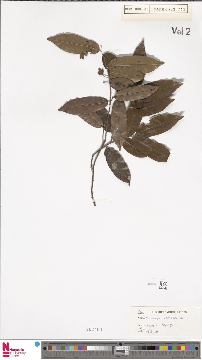 Diospyros martabanica photo 7