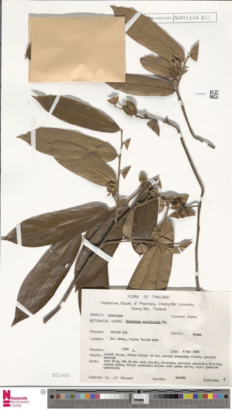 Diospyros martabanica photo 8