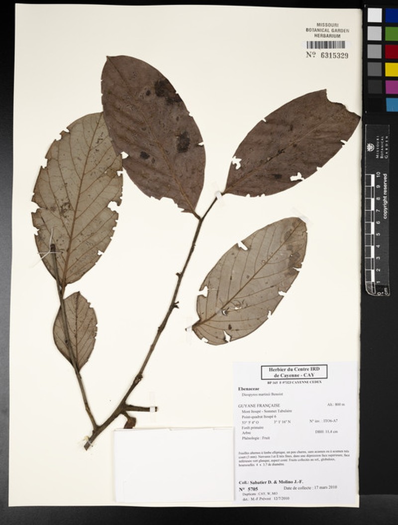 Diospyros martini