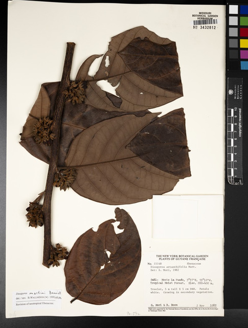 Diospyros martini photo 2