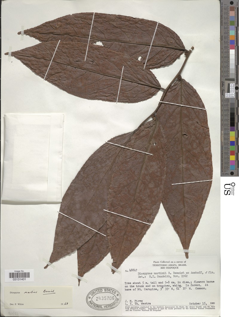 Diospyros martini photo 3