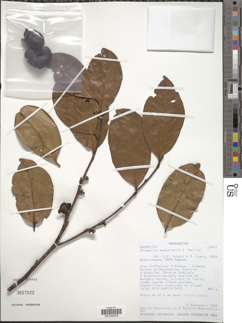 Diospyros masoalensis