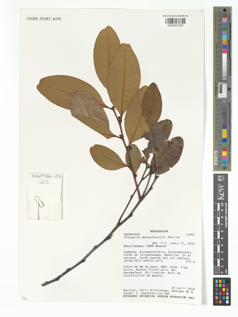 Diospyros masoalensis photo 2