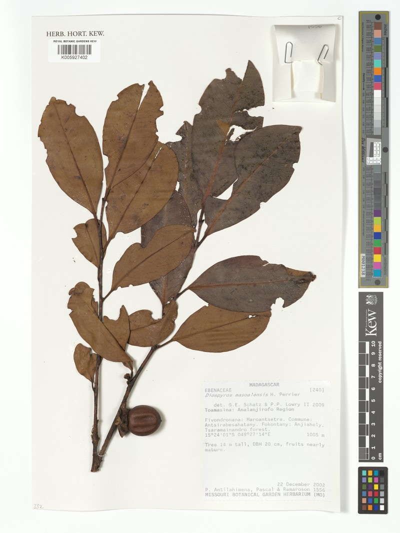 Diospyros masoalensis photo 3