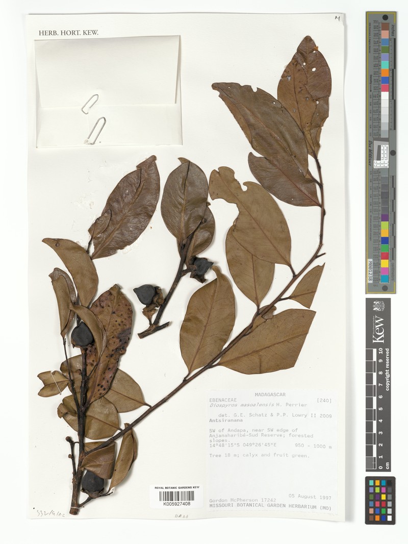 Diospyros masoalensis photo 4