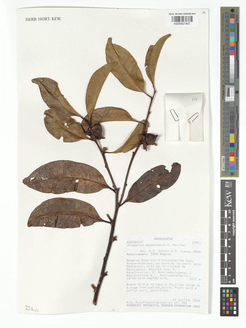 Diospyros masoalensis photo 5