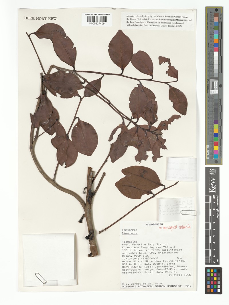Diospyros masoalensis photo 6