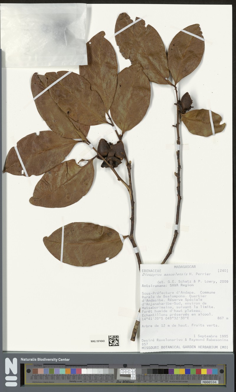 Diospyros masoalensis photo 7