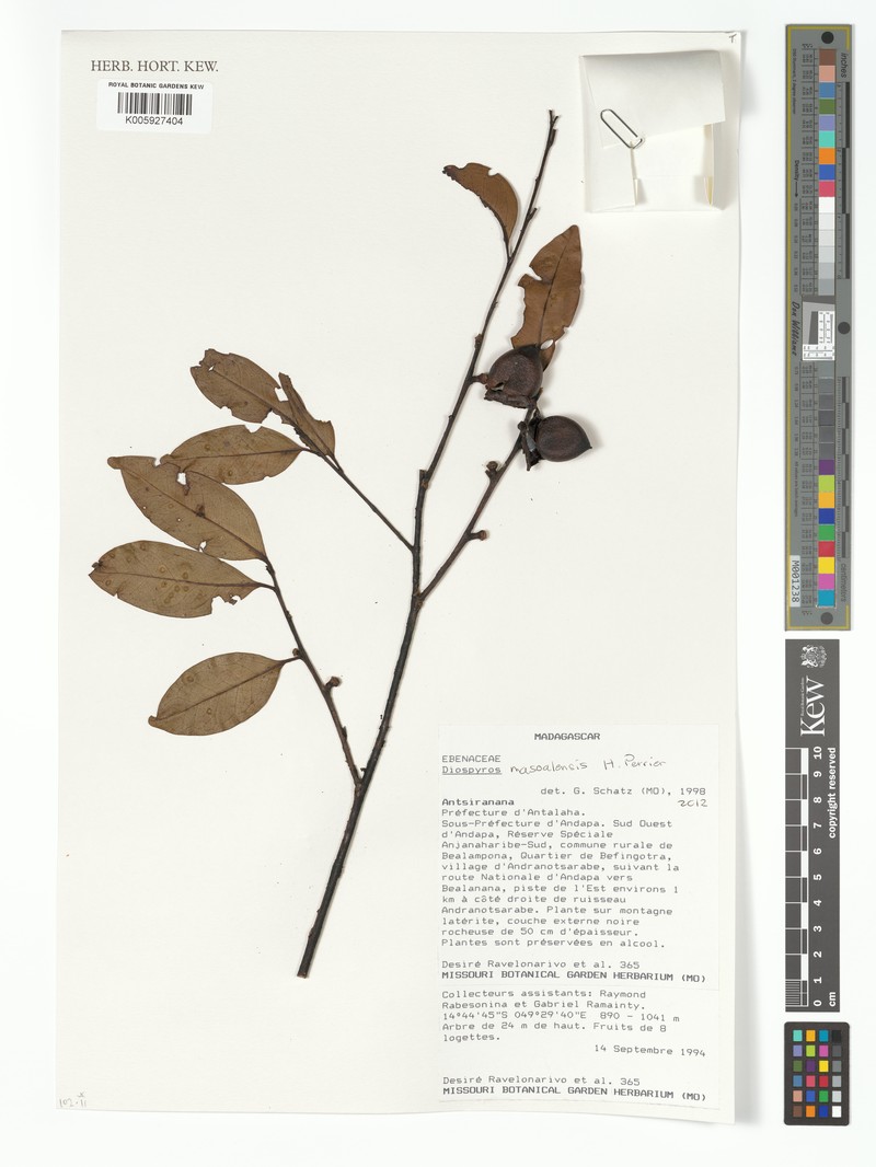 Diospyros masoalensis photo 8