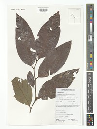 Diospyros matheriana