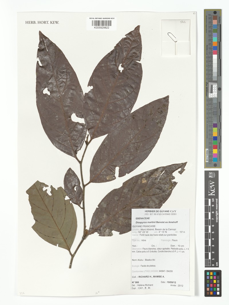 Diospyros matheriana