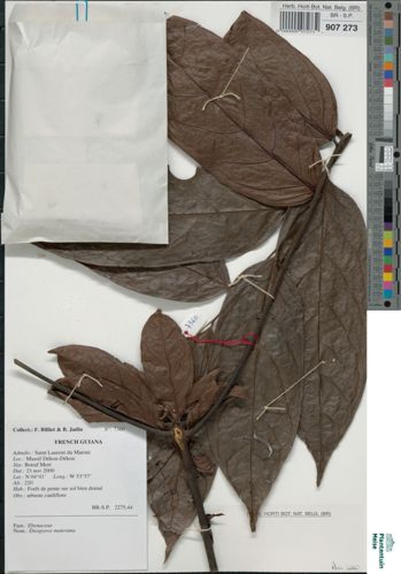 Diospyros matheriana photo 2