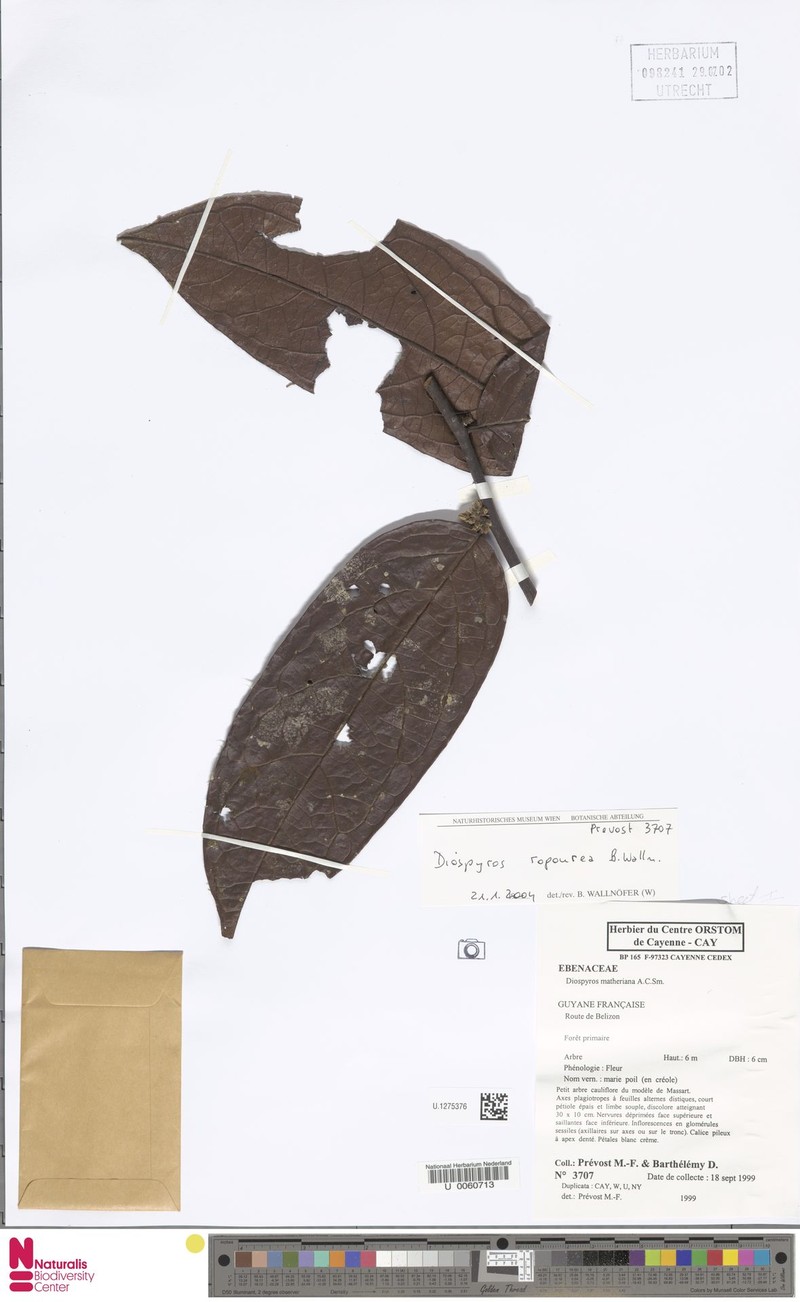 Diospyros matheriana photo 3