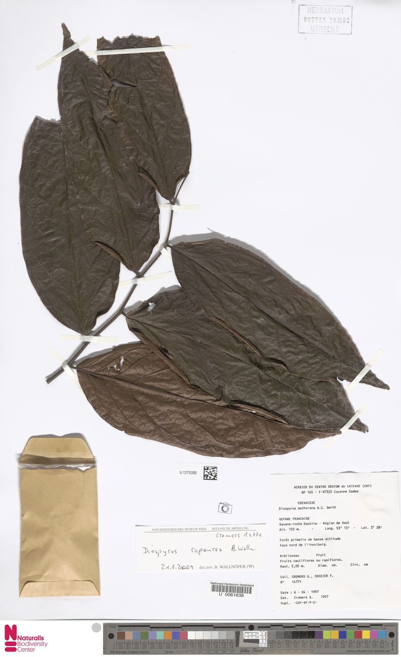Diospyros matheriana photo 5