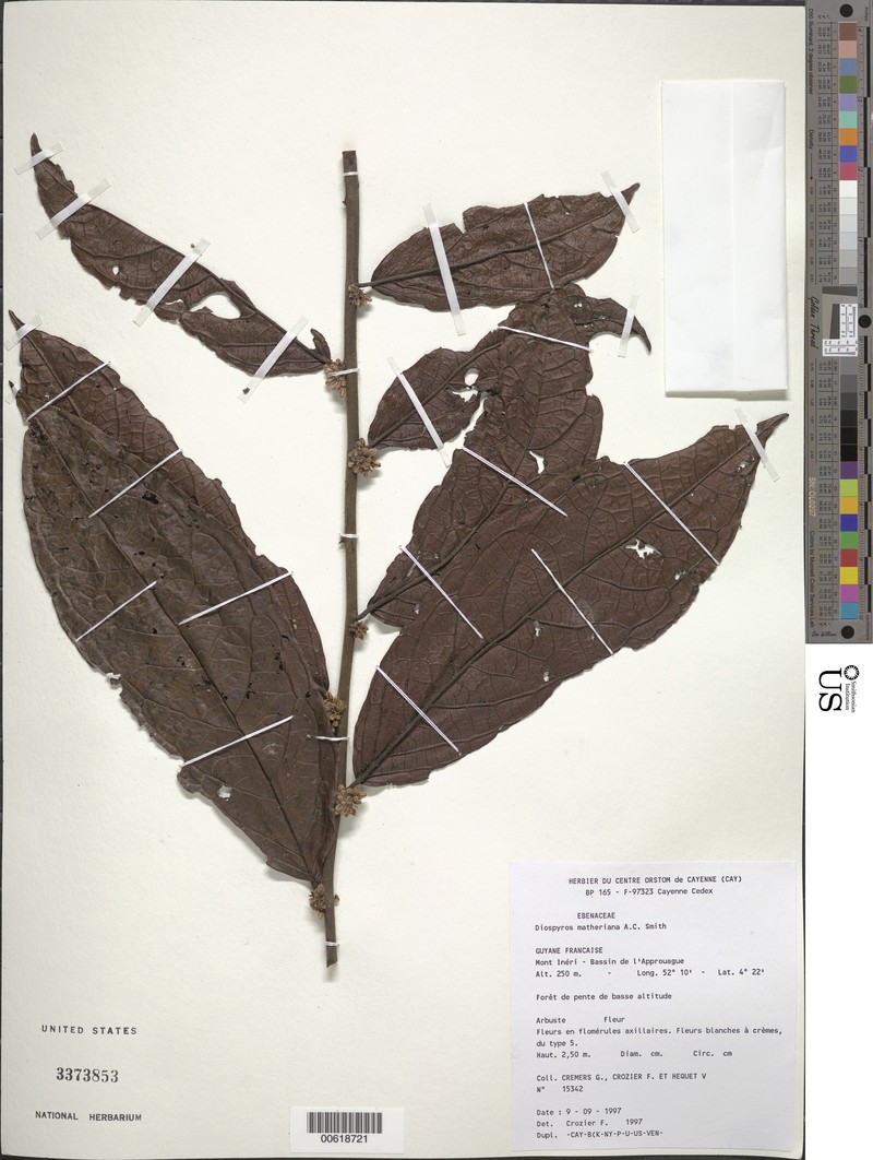 Diospyros matheriana photo 6