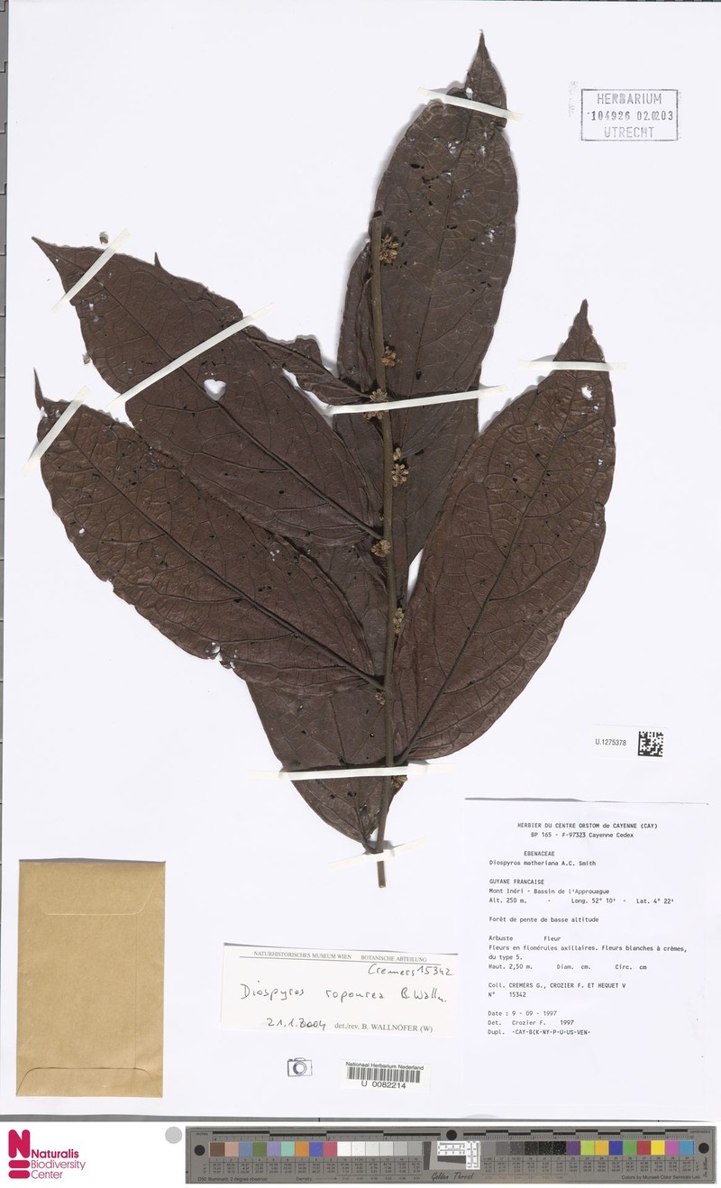 Diospyros matheriana photo 7