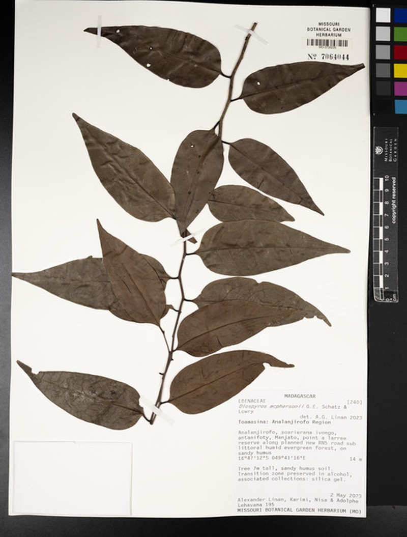 Diospyros mcphersonii