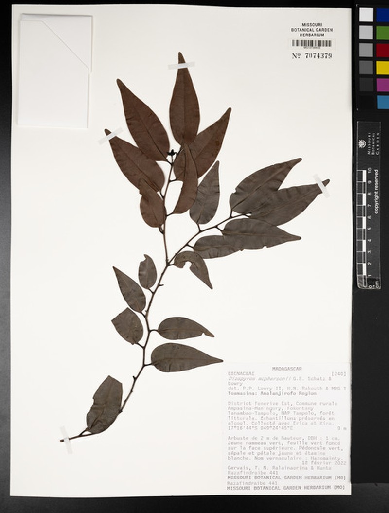 Diospyros mcphersonii photo 2