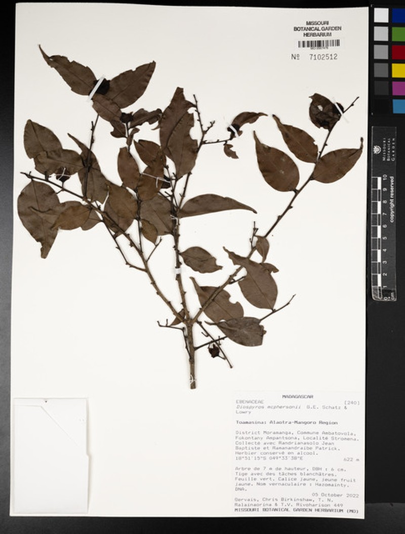 Diospyros mcphersonii photo 3