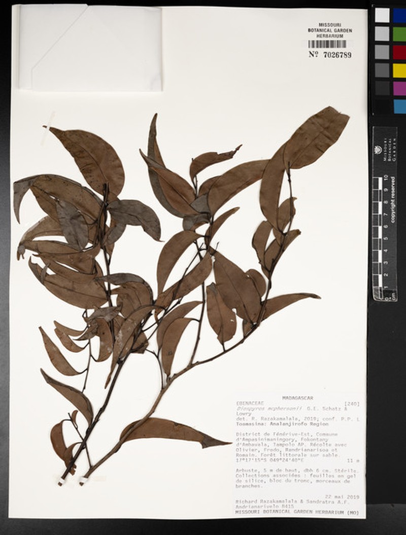 Diospyros mcphersonii photo 4