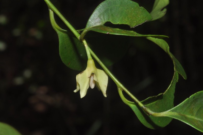 Diospyros mcphersonii photo 5