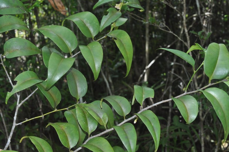 Diospyros mcphersonii photo 6