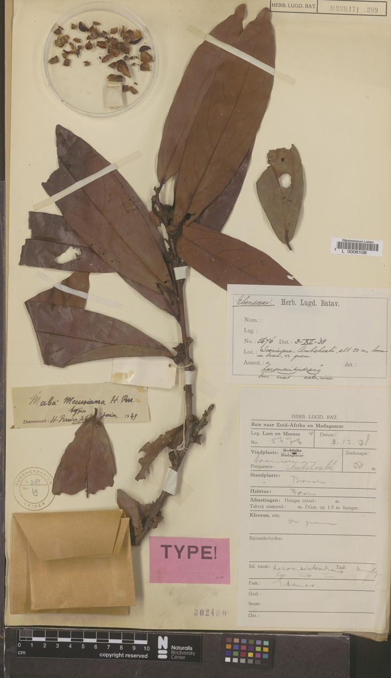 Diospyros meeusiana photo 2