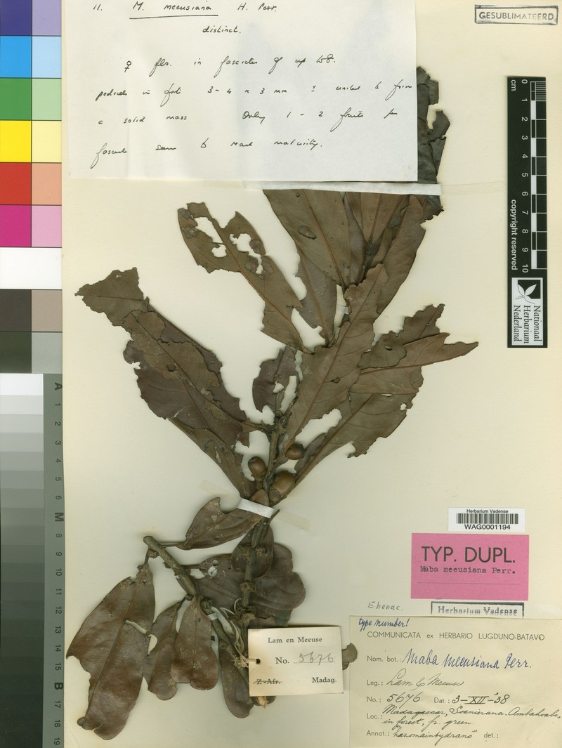 Diospyros meeusiana photo 3