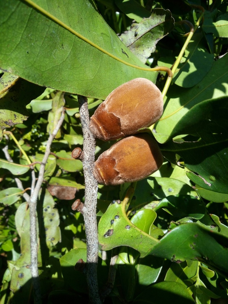 Diospyros meeusiana