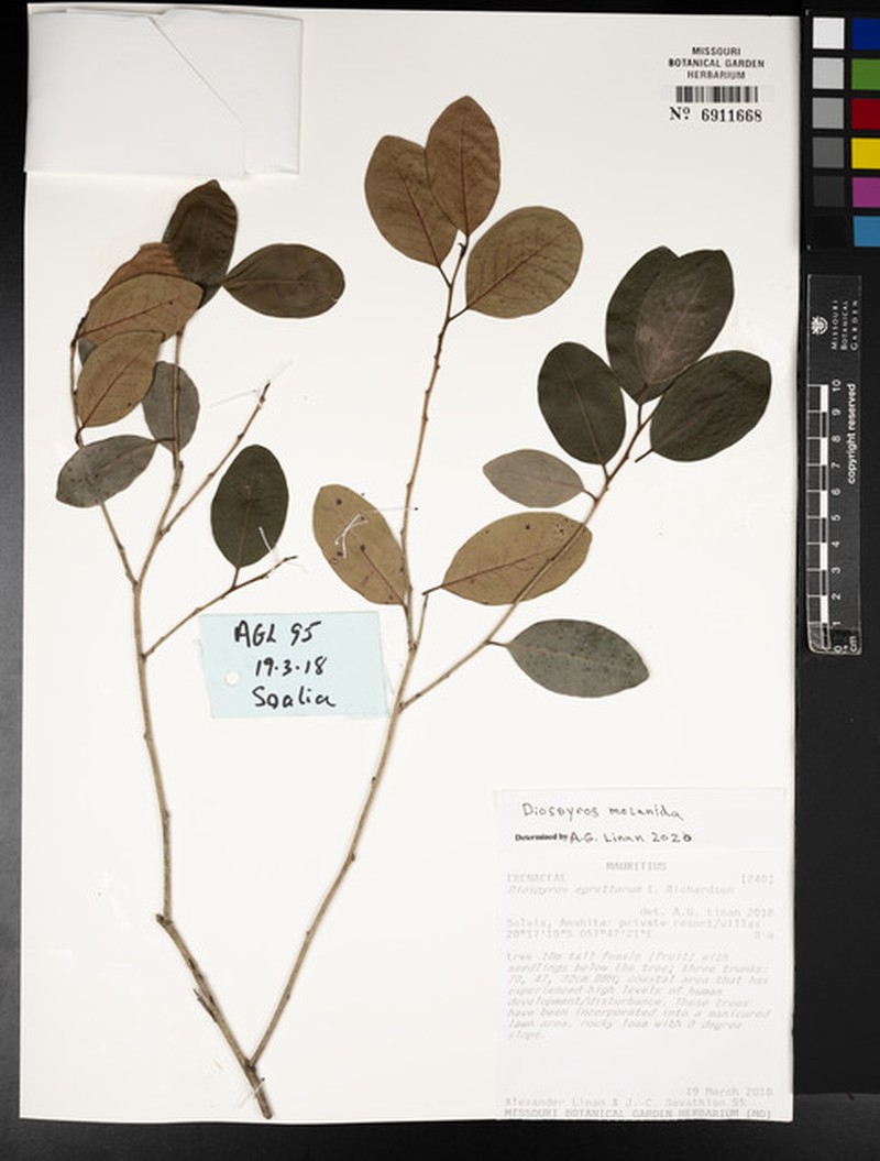 Diospyros melanida