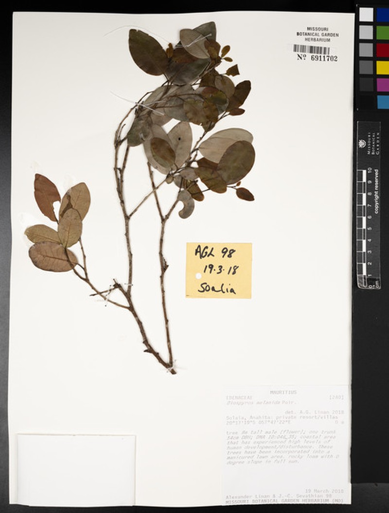 Diospyros melanida photo 2