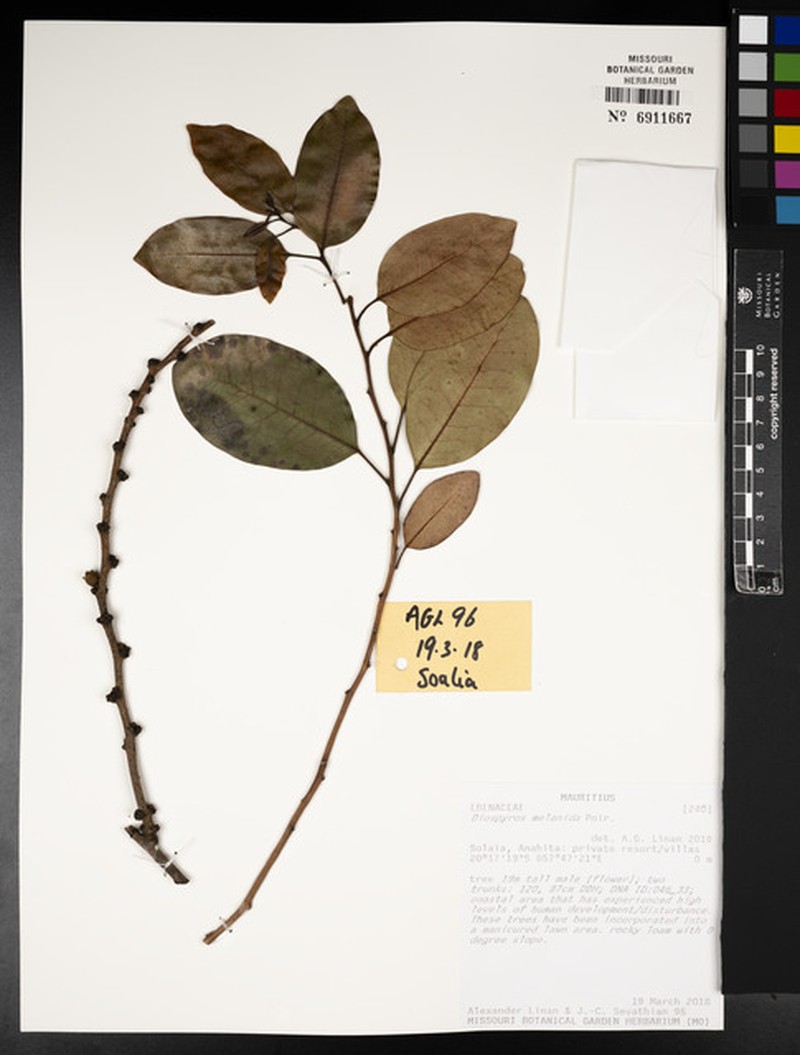 Diospyros melanida photo 3