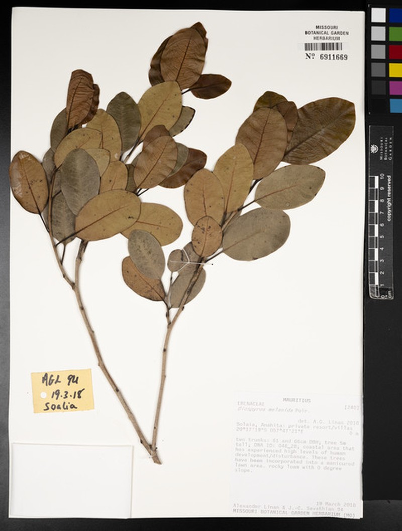 Diospyros melanida photo 4