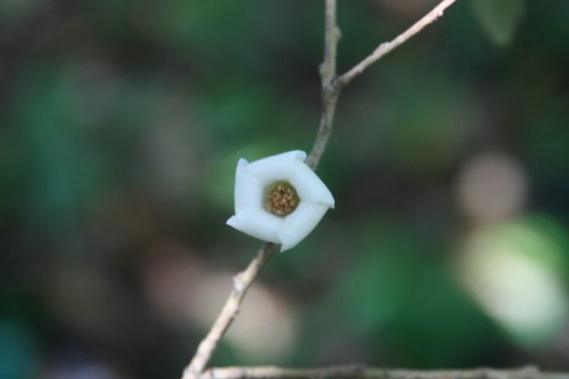Diospyros melanida photo 5