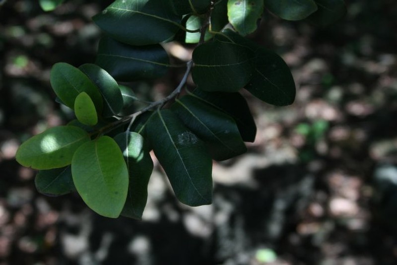 Diospyros melanida photo 6
