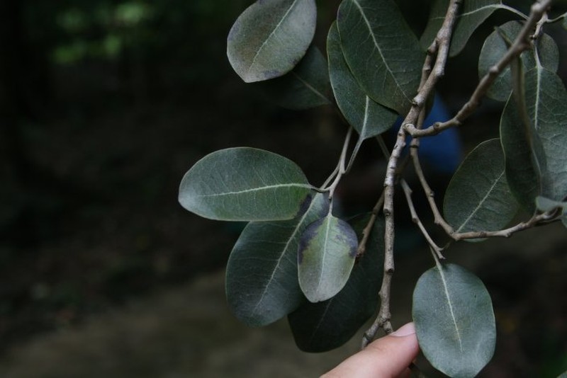 Diospyros melanida photo 7
