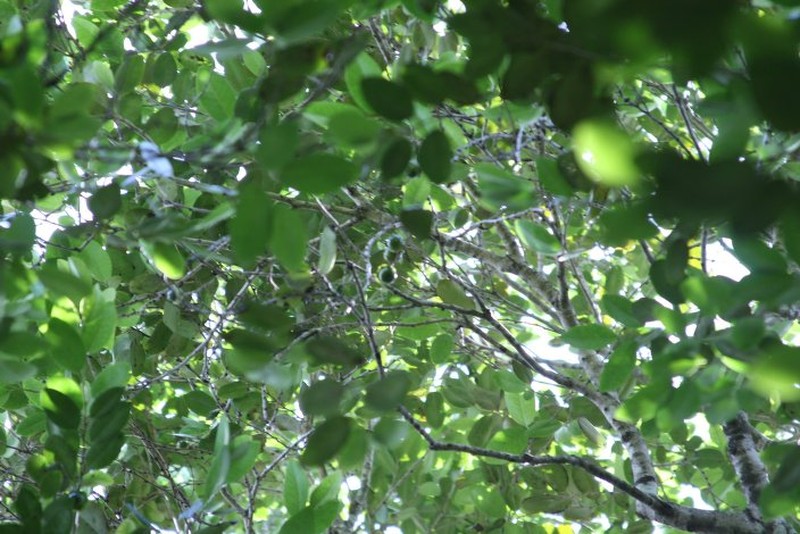 Diospyros melanida photo 8