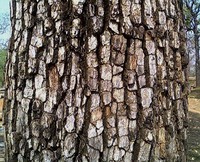 Diospyros melanoxylon