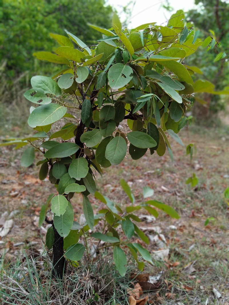 Diospyros melanoxylon photo 2