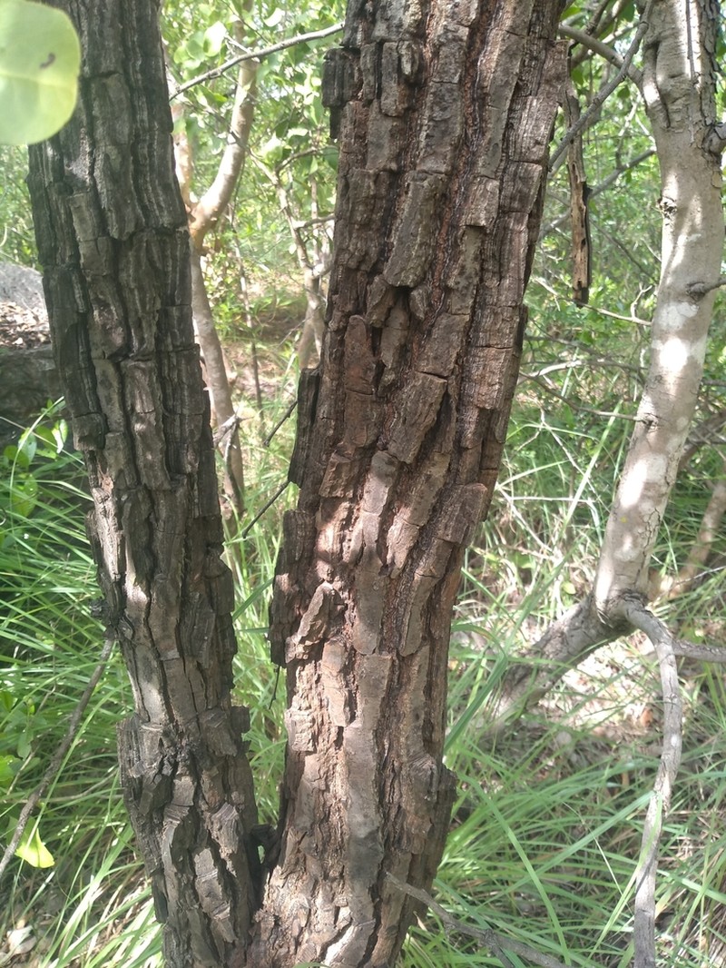 Diospyros melanoxylon photo 4