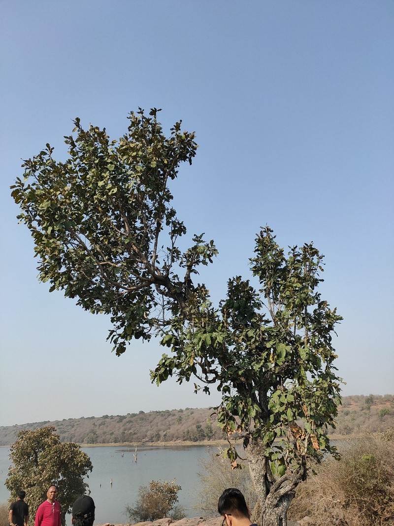 Diospyros melanoxylon photo 6