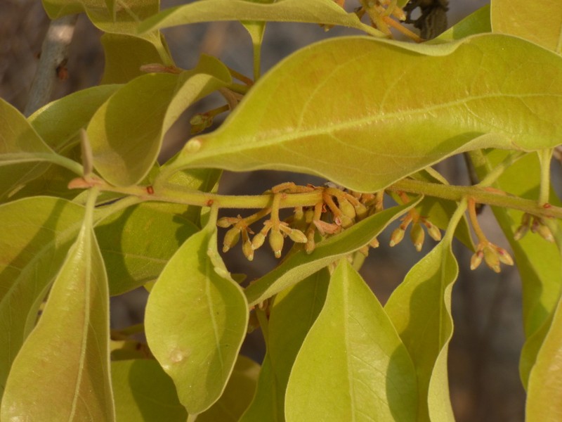 Diospyros melanoxylon photo 7