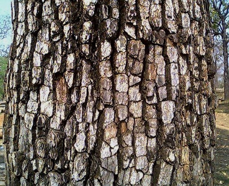 Diospyros melanoxylon var. tupru