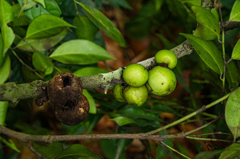 Diospyros melocarpa
