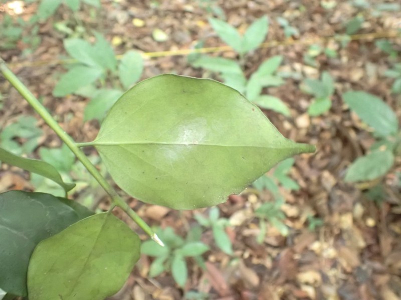 Diospyros melocarpa photo 2